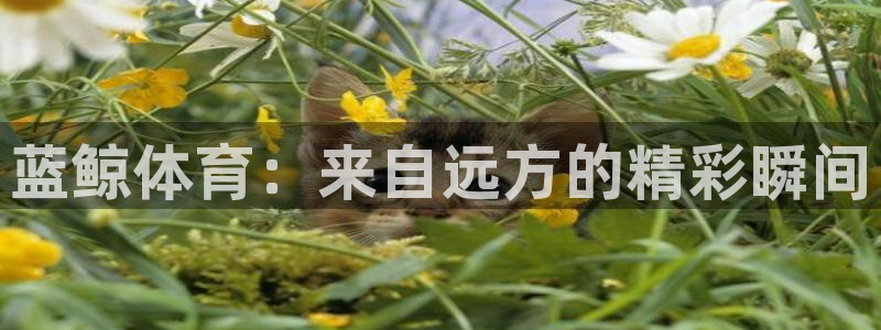 蓝鲸体育：来自远方的精彩瞬间