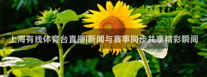 上海有线体育台直播|新闻与赛事同步共享精彩瞬间