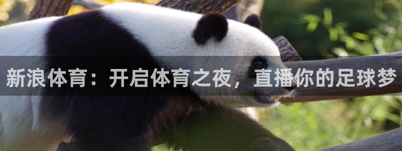 新浪体育：开启体育之夜，直播你的足球梦