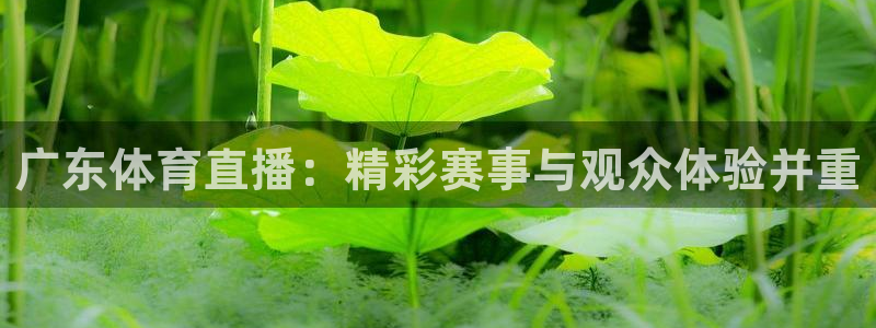 广东体育直播：精彩赛事与观众体验并重